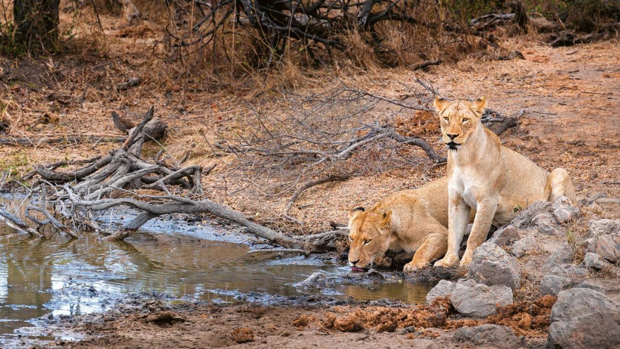 Geiger'S Camp In Timbavati Game Reserve By Newmark Exterior photo